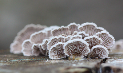 <i class='fa fa-user'></i>&nbsp;Paul Vandebroek&nbsp;|  Waaiertje&nbsp; <i class='fa fa-eye'>&nbsp;59</i> &nbsp;<i class='fa fa-thumbs-up'>&nbsp;3</i> &nbsp; <i class='fa fa-comment-o'>&nbsp;5</i>