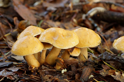 <i class='fa fa-user'></i>&nbsp;Jelle Bakker&nbsp;|  Koeienboleet&nbsp; <i class='fa fa-eye'>&nbsp;46</i> &nbsp; <i class='fa fa-comment-o'>&nbsp;0</i>