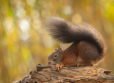 Sciurus vulgaris / Eekhoorn / Red Squirrel