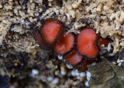 <i class='fa fa-user'></i>&nbsp;Ad Sprang&nbsp;|  Wimperzwam sp.&nbsp; <i class='fa fa-eye'>&nbsp;100</i> &nbsp;<i class='fa fa-thumbs-up'>&nbsp;9</i> &nbsp; <i class='fa fa-comment-o'>&nbsp;10</i>