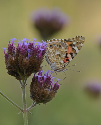 <i class='fa fa-user'></i>&nbsp;koekieman&nbsp;|  Distelvlinder&nbsp; <i class='fa fa-eye'>&nbsp;54</i> &nbsp; <i class='fa fa-comment-o'>&nbsp;4</i>