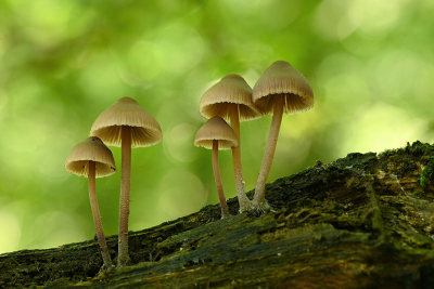 <i class='fa fa-user'></i>&nbsp;Eric Gibcus&nbsp;|  Bundelmycena&nbsp; <i class='fa fa-eye'>&nbsp;51</i> &nbsp;<i class='fa fa-thumbs-up'>&nbsp;3</i> &nbsp; <i class='fa fa-comment-o'>&nbsp;7</i>