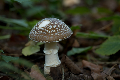 <i class='fa fa-user'></i>&nbsp;Willem Verhagen&nbsp;|  Panteramaniet&nbsp; <i class='fa fa-eye'>&nbsp;49</i> &nbsp; <i class='fa fa-comment-o'>&nbsp;3</i>