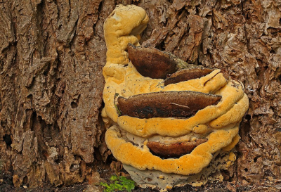 <i class='fa fa-user'></i>&nbsp;Cor&nbsp;|  Essenzwam&nbsp; <i class='fa fa-eye'>&nbsp;59</i> &nbsp;<i class='fa fa-thumbs-up'>&nbsp;1</i> &nbsp; <i class='fa fa-comment-o'>&nbsp;8</i>