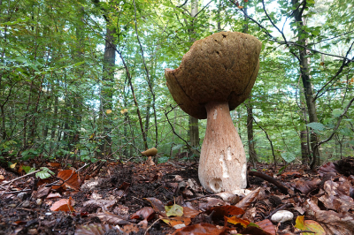 <i class='fa fa-user'></i>&nbsp;nelappelmelk&nbsp;|  Gewoon Eekhoorntjesbrood&nbsp; <i class='fa fa-eye'>&nbsp;77</i> &nbsp;<i class='fa fa-thumbs-up'>&nbsp;5</i> &nbsp; <i class='fa fa-comment-o'>&nbsp;10</i>