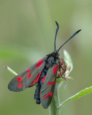 <i class='fa fa-user'></i>&nbsp;Johan van Gurp&nbsp;|  Sint-jansvlinder&nbsp; <i class='fa fa-eye'>&nbsp;43</i> &nbsp; <i class='fa fa-comment-o'>&nbsp;1</i>