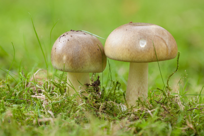 <i class='fa fa-user'></i>&nbsp;Adri Gr Nuelend&nbsp;|  Groene Knolamaniet&nbsp; <i class='fa fa-eye'>&nbsp;50</i> &nbsp;<i class='fa fa-thumbs-up'>&nbsp;1</i> &nbsp; <i class='fa fa-comment-o'>&nbsp;6</i>