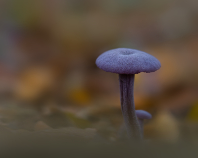 <i class='fa fa-user'></i>&nbsp;janvangastel&nbsp;|  Amethistzwam&nbsp; <i class='fa fa-eye'>&nbsp;57</i> &nbsp;<i class='fa fa-thumbs-up'>&nbsp;6</i> &nbsp; <i class='fa fa-comment-o'>&nbsp;5</i>