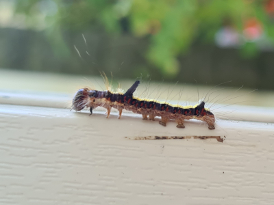 kiekje met telefoon. van rups die op kozijn kroop.
Kwaliteit niet geweldig natuurlijk.
