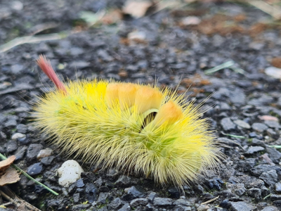 kiekje met telefoon. van rups die over tuinpad kroop.
Kwaliteit niet geweldig natuurlijk.