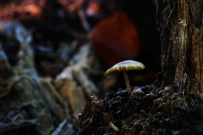 <i class='fa fa-user'></i>&nbsp;hesterb&nbsp;|  Goudgele Hertenzwam&nbsp; <i class='fa fa-eye'>&nbsp;45</i> &nbsp; <i class='fa fa-comment-o'>&nbsp;1</i>