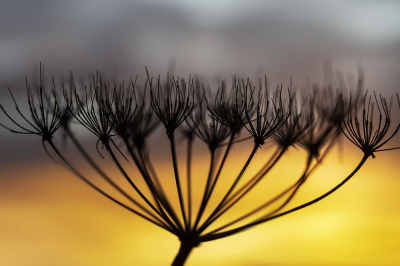 <i class='fa fa-user'></i>&nbsp;Niek Goossen&nbsp;|  Gewone Berenklauw&nbsp; <i class='fa fa-eye'>&nbsp;60</i> &nbsp;<i class='fa fa-thumbs-up'>&nbsp;1</i> &nbsp; <i class='fa fa-comment-o'>&nbsp;4</i>