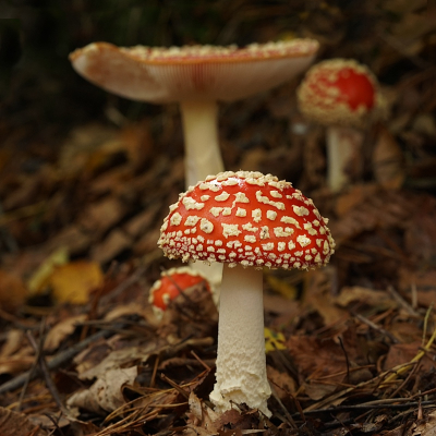 <i class='fa fa-user'></i>&nbsp;Ben Aalders&nbsp;|  Vliegenzwam&nbsp; <i class='fa fa-eye'>&nbsp;100</i> &nbsp;<i class='fa fa-thumbs-up'>&nbsp;9</i> &nbsp; <i class='fa fa-comment-o'>&nbsp;8</i>