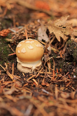 <i class='fa fa-user'></i>&nbsp;Tineke Strijbosch&nbsp;|  Narcisamaniet&nbsp; <i class='fa fa-eye'>&nbsp;62</i> &nbsp; <i class='fa fa-comment-o'>&nbsp;8</i>