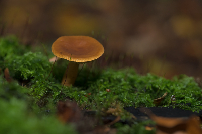 <i class='fa fa-user'></i>&nbsp;Willem Verhagen&nbsp;|  Bitterzoete Melkzwam&nbsp; <i class='fa fa-eye'>&nbsp;58</i> &nbsp;<i class='fa fa-thumbs-up'>&nbsp;3</i> &nbsp; <i class='fa fa-comment-o'>&nbsp;4</i>