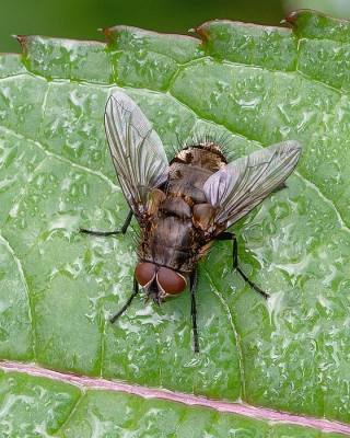 <i class='fa fa-user'></i>&nbsp;Johan van Gurp&nbsp;|  Pollenia sp.&nbsp; <i class='fa fa-eye'>&nbsp;41</i> &nbsp;<i class='fa fa-thumbs-up'>&nbsp;2</i> &nbsp; <i class='fa fa-comment-o'>&nbsp;3</i>