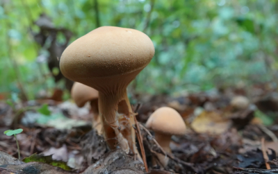 <i class='fa fa-user'></i>&nbsp;nelappelmelk&nbsp;|  Goudhoed&nbsp; <i class='fa fa-eye'>&nbsp;46</i> &nbsp; <i class='fa fa-comment-o'>&nbsp;3</i>