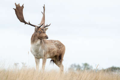 <i class='fa fa-user'></i>&nbsp;Eef Kieft&nbsp;|  Damhert&nbsp; <i class='fa fa-eye'>&nbsp;87</i> &nbsp;<i class='fa fa-thumbs-up'>&nbsp;3</i> &nbsp; <i class='fa fa-comment-o'>&nbsp;6</i>