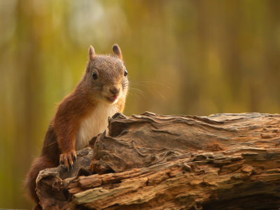 <i class='fa fa-user'></i>&nbsp;Truus Aletta Maan&nbsp;|  Eekhoorn&nbsp; <i class='fa fa-eye'>&nbsp;72</i> &nbsp;<i class='fa fa-thumbs-up'>&nbsp;5</i> &nbsp; <i class='fa fa-comment-o'>&nbsp;7</i>