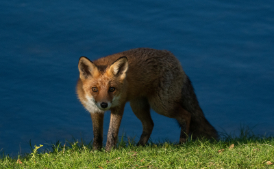 <i class='fa fa-user'></i>&nbsp;Eef Kieft&nbsp;|  Vos&nbsp; <i class='fa fa-eye'>&nbsp;78</i> &nbsp;<i class='fa fa-thumbs-up'>&nbsp;4</i> &nbsp; <i class='fa fa-comment-o'>&nbsp;3</i>