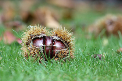 <i class='fa fa-user'></i>&nbsp;Paul Vandebroek&nbsp;|  Tamme Kastanje&nbsp; <i class='fa fa-eye'>&nbsp;64</i> &nbsp;<i class='fa fa-thumbs-up'>&nbsp;2</i> &nbsp; <i class='fa fa-comment-o'>&nbsp;7</i>