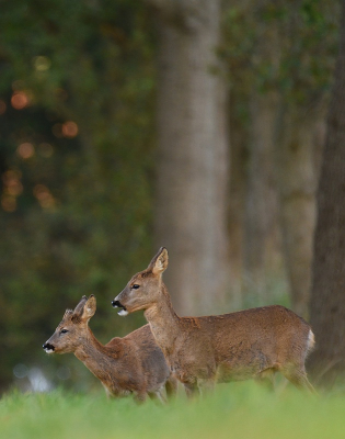 <i class='fa fa-user'></i>&nbsp;robert-jan&nbsp;|  Ree&nbsp; <i class='fa fa-eye'>&nbsp;66</i> &nbsp; <i class='fa fa-comment-o'>&nbsp;2</i>