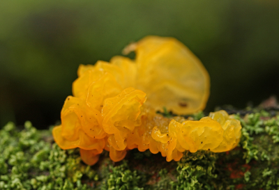 <i class='fa fa-user'></i>&nbsp;Cor&nbsp;|  Gele Trilzwam&nbsp; <i class='fa fa-eye'>&nbsp;51</i> &nbsp;<i class='fa fa-thumbs-up'>&nbsp;5</i> &nbsp; <i class='fa fa-comment-o'>&nbsp;10</i>