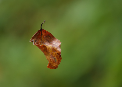 <i class='fa fa-user'></i>&nbsp;Jurgen Maassen&nbsp;|  "Zwevend" herfstblad&nbsp; <i class='fa fa-eye'>&nbsp;63</i> &nbsp;<i class='fa fa-thumbs-up'>&nbsp;3</i> &nbsp; <i class='fa fa-comment-o'>&nbsp;8</i>