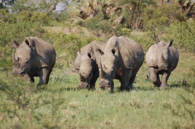 Op het moment dat deze vier "stofzuigers" aan kwamen lopen voelden we ons wel heel erg klein worden.