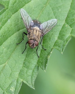 <i class='fa fa-user'></i>&nbsp;Johan van Gurp&nbsp;|  Klustervlieg&nbsp; <i class='fa fa-eye'>&nbsp;35</i> &nbsp; <i class='fa fa-comment-o'>&nbsp;1</i>