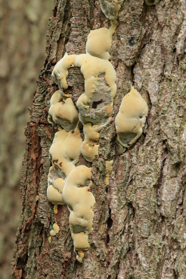 <i class='fa fa-user'></i>&nbsp;Tineke Strijbosch&nbsp;|  Elzenweerschijnzwam&nbsp; <i class='fa fa-eye'>&nbsp;44</i> &nbsp; <i class='fa fa-comment-o'>&nbsp;2</i>