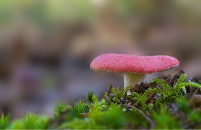 <i class='fa fa-user'></i>&nbsp;janvangastel&nbsp;|  Russula sp.&nbsp; <i class='fa fa-eye'>&nbsp;59</i> &nbsp;<i class='fa fa-thumbs-up'>&nbsp;4</i> &nbsp; <i class='fa fa-comment-o'>&nbsp;5</i>