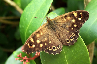 <i class='fa fa-user'></i>&nbsp;A. Soeting&nbsp;|  Bont Zandoogje&nbsp; <i class='fa fa-eye'>&nbsp;38</i> &nbsp; <i class='fa fa-comment-o'>&nbsp;1</i>