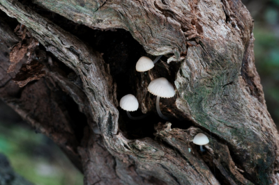 <i class='fa fa-user'></i>&nbsp;hesterb&nbsp;|  Dennenmycena&nbsp; <i class='fa fa-eye'>&nbsp;43</i> &nbsp; <i class='fa fa-comment-o'>&nbsp;2</i>