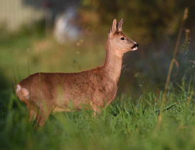 <i class='fa fa-user'></i>&nbsp;robert-jan&nbsp;|  Ree&nbsp; <i class='fa fa-eye'>&nbsp;47</i> &nbsp; <i class='fa fa-comment-o'>&nbsp;0</i>