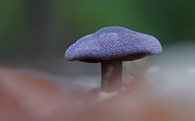 <i class='fa fa-user'></i>&nbsp;nelappelmelk&nbsp;|  Violette Gordijnzwam&nbsp; <i class='fa fa-eye'>&nbsp;77</i> &nbsp;<i class='fa fa-thumbs-up'>&nbsp;4</i> &nbsp; <i class='fa fa-comment-o'>&nbsp;6</i>