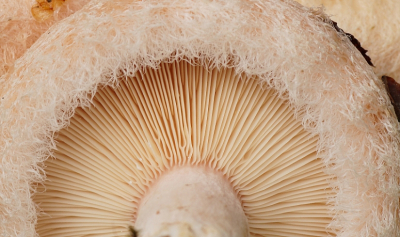 <i class='fa fa-user'></i>&nbsp;Jelle Bakker&nbsp;|  Donzige Melkzwam&nbsp; <i class='fa fa-eye'>&nbsp;51</i> &nbsp;<i class='fa fa-thumbs-up'>&nbsp;1</i> &nbsp; <i class='fa fa-comment-o'>&nbsp;3</i>