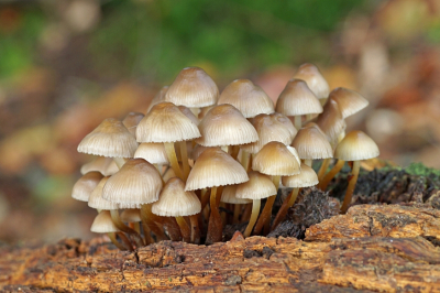 <i class='fa fa-user'></i>&nbsp;Jelle Bakker&nbsp;|  Fraaisteelmycena&nbsp; <i class='fa fa-eye'>&nbsp;48</i> &nbsp; <i class='fa fa-comment-o'>&nbsp;1</i>