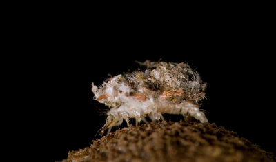 <i class='fa fa-user'></i>&nbsp;rixte&nbsp;|  Franjegaasvlieg&nbsp; <i class='fa fa-eye'>&nbsp;86</i> &nbsp;<i class='fa fa-thumbs-up'>&nbsp;11</i> &nbsp; <i class='fa fa-comment-o'>&nbsp;10</i>