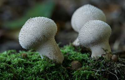 Vanmorgen in het Waterloopbos geweest waar het vergeleken met vorige week nu steeds mooier word. Deze soort maar op een plek gezien en staan naar het licht gericht.
