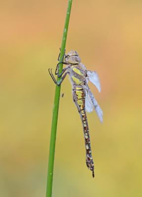 <i class='fa fa-user'></i>&nbsp;koekieman&nbsp;|  Paardenbijter&nbsp; <i class='fa fa-eye'>&nbsp;63</i> &nbsp;<i class='fa fa-thumbs-up'>&nbsp;7</i> &nbsp; <i class='fa fa-comment-o'>&nbsp;3</i>