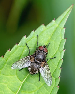 <i class='fa fa-user'></i>&nbsp;Johan van Gurp&nbsp;|  Klustervlieg&nbsp; <i class='fa fa-eye'>&nbsp;43</i> &nbsp;<i class='fa fa-thumbs-up'>&nbsp;2</i> &nbsp; <i class='fa fa-comment-o'>&nbsp;3</i>