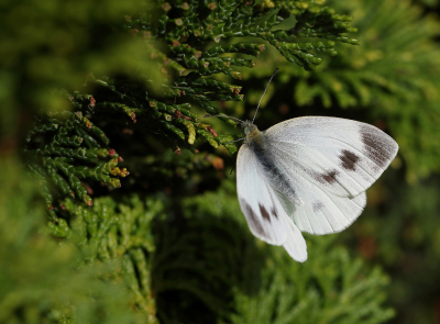 <i class='fa fa-user'></i>&nbsp;Ad Sprang&nbsp;|  Scheefbloemwitje&nbsp; <i class='fa fa-eye'>&nbsp;61</i> &nbsp;<i class='fa fa-thumbs-up'>&nbsp;4</i> &nbsp; <i class='fa fa-comment-o'>&nbsp;5</i>