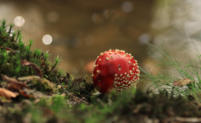 <i class='fa fa-user'></i>&nbsp;Tineke Strijbosch&nbsp;|  Vliegenzwam&nbsp; <i class='fa fa-eye'>&nbsp;52</i> &nbsp;<i class='fa fa-thumbs-up'>&nbsp;1</i> &nbsp; <i class='fa fa-comment-o'>&nbsp;4</i>