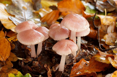 <i class='fa fa-user'></i>&nbsp;Jelle Bakker&nbsp;|  Heksenschermpje&nbsp; <i class='fa fa-eye'>&nbsp;42</i> &nbsp; <i class='fa fa-comment-o'>&nbsp;1</i>