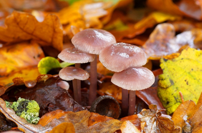 <i class='fa fa-user'></i>&nbsp;Jelle Bakker&nbsp;|  Gewoon Elfenschermpje&nbsp; <i class='fa fa-eye'>&nbsp;45</i> &nbsp; <i class='fa fa-comment-o'>&nbsp;2</i>