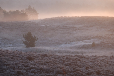 <i class='fa fa-user'></i>&nbsp;nelappelmelk&nbsp;|  Eerste vorst&nbsp; <i class='fa fa-eye'>&nbsp;64</i> &nbsp; <i class='fa fa-comment-o'>&nbsp;3</i>