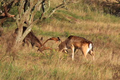 <i class='fa fa-user'></i>&nbsp;A. Soeting&nbsp;|  Damhert&nbsp; <i class='fa fa-eye'>&nbsp;77</i> &nbsp;<i class='fa fa-thumbs-up'>&nbsp;1</i> &nbsp; <i class='fa fa-comment-o'>&nbsp;5</i>