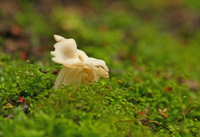 <i class='fa fa-user'></i>&nbsp;Cor&nbsp;|  Witte Kluifzwam&nbsp; <i class='fa fa-eye'>&nbsp;56</i> &nbsp;<i class='fa fa-thumbs-up'>&nbsp;2</i> &nbsp; <i class='fa fa-comment-o'>&nbsp;6</i>