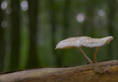 <i class='fa fa-user'></i>&nbsp;janvangastel&nbsp;|  Porseleinzwam&nbsp; <i class='fa fa-eye'>&nbsp;43</i> &nbsp; <i class='fa fa-comment-o'>&nbsp;4</i>